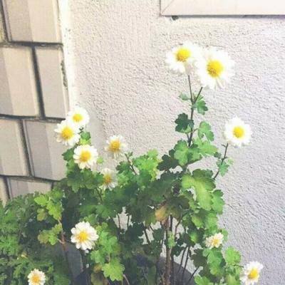 九霄苍穹官方下载